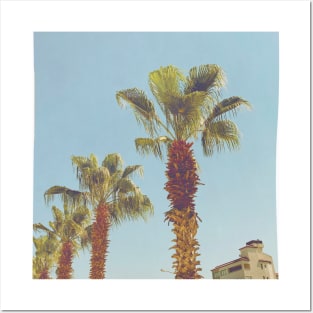 Pretty picture of a Palm Tree. Pretty Palm Trees Photography design with blue sky Posters and Art